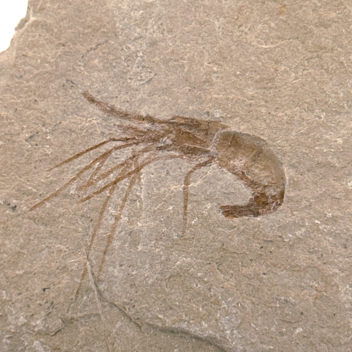 Carpopenaeus Callirostris, Fossil shrimp on matrix (1.72") from Lebanon - FossilsAndMore
