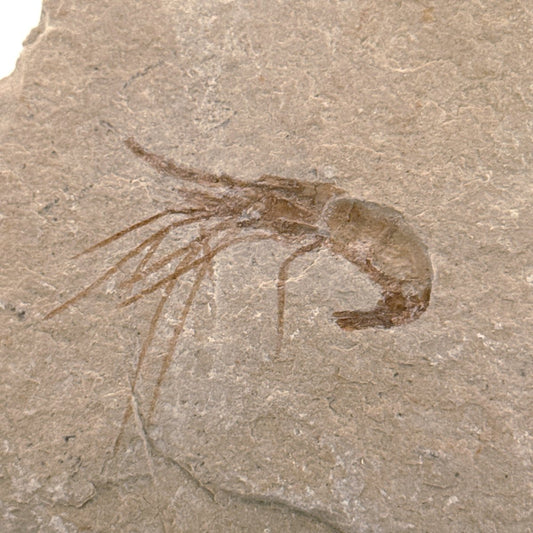 Carpopenaeus Callirostris, Fossil shrimp on matrix (1.72") from Lebanon - FossilsAndMore
