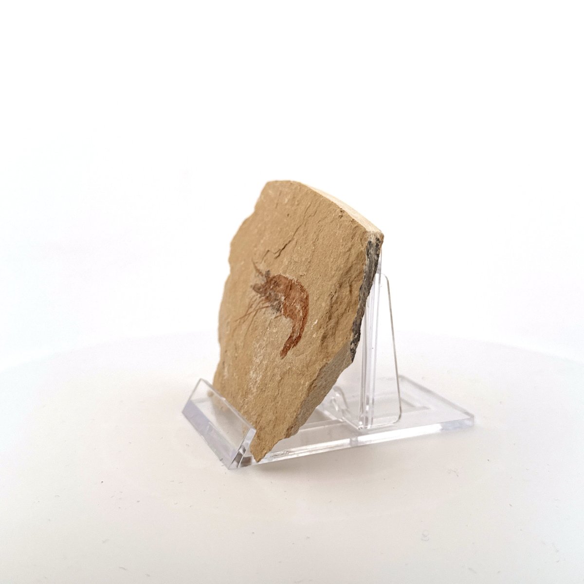 Carpopenaeus Callirostris fossil shrimp on matrix (1.79") - Cretaceous, Lebanon - FossilsAndMore