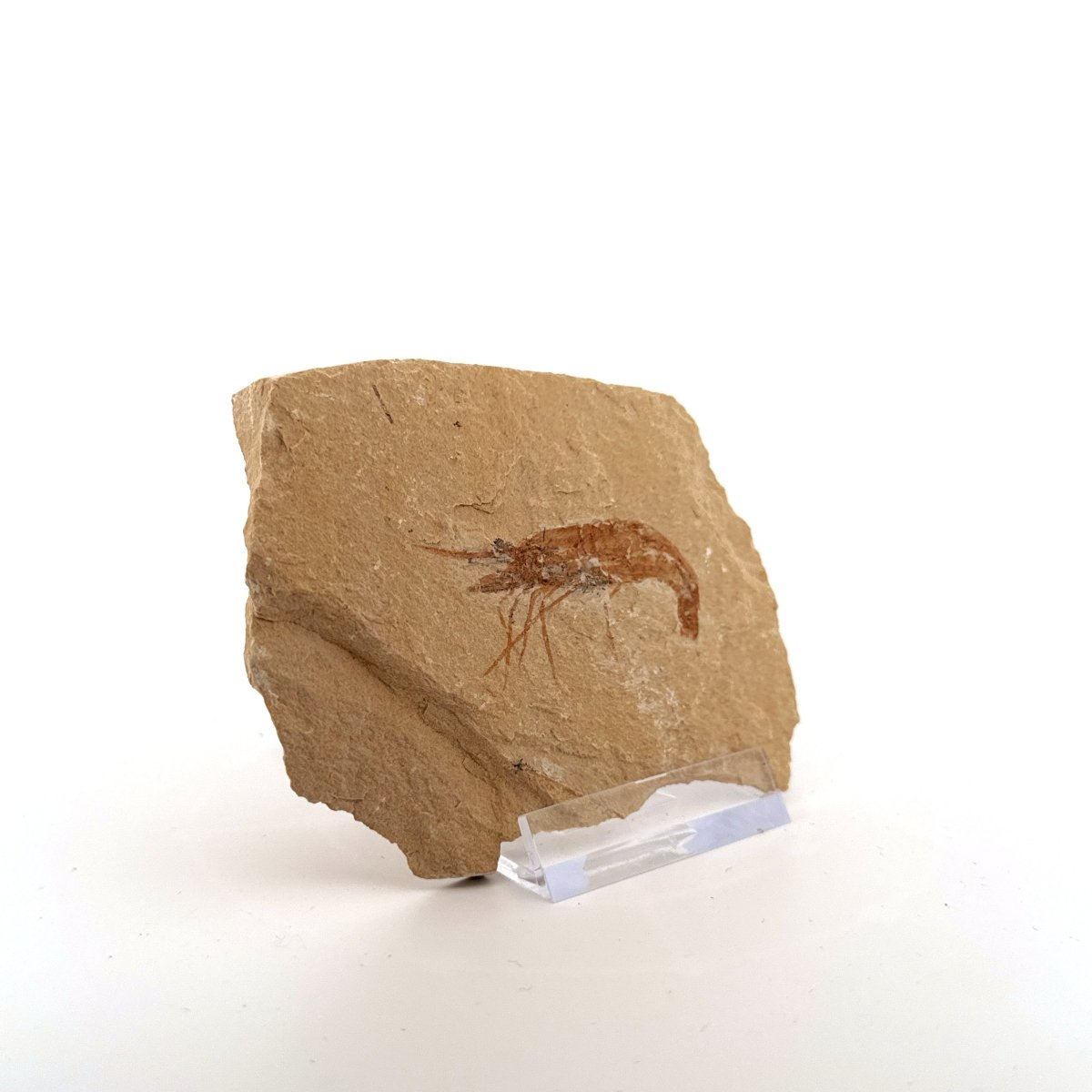 Carpopenaeus Callirostris fossil shrimp on matrix (1.79") - Cretaceous, Lebanon - FossilsAndMore