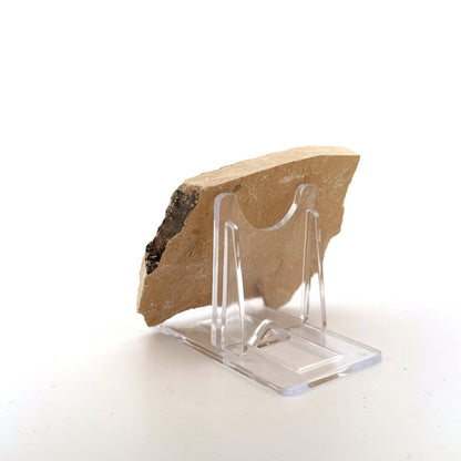 Carpopenaeus Callirostris fossil shrimp on matrix (1.79") - Cretaceous, Lebanon - FossilsAndMore