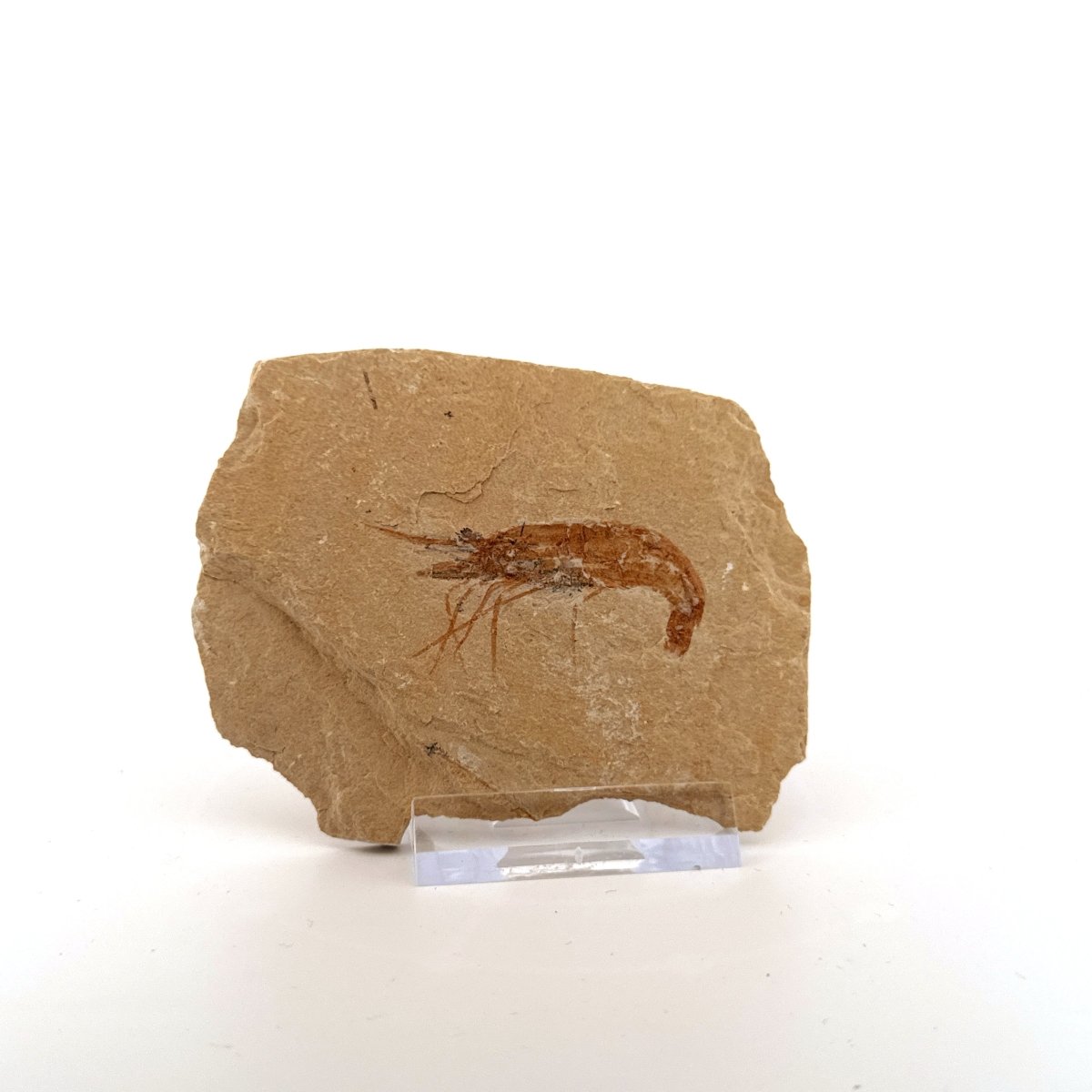 Carpopenaeus Callirostris fossil shrimp on matrix (1.79") - Cretaceous, Lebanon - FossilsAndMore