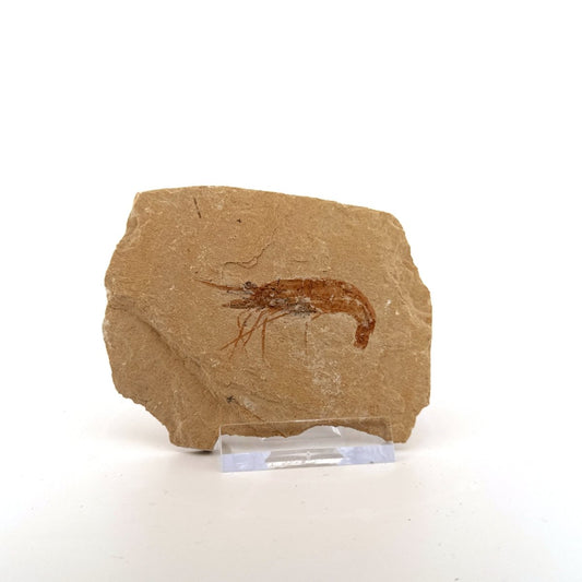 Carpopenaeus Callirostris fossil shrimp on matrix (1.79") - Cretaceous, Lebanon - FossilsAndMore