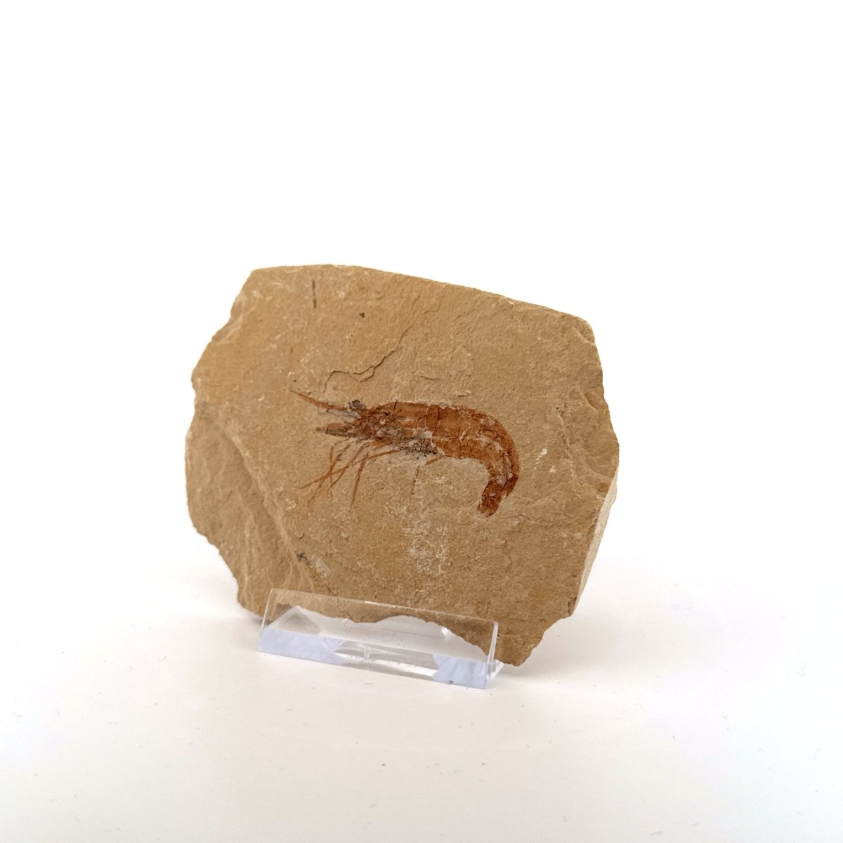 Carpopenaeus Callirostris fossil shrimp on matrix (1.79") - Cretaceous, Lebanon - FossilsAndMore