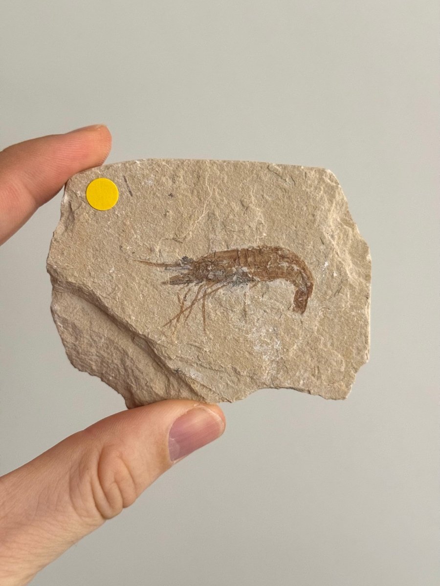 Carpopenaeus Callirostris fossil shrimp on matrix (1.79") - Cretaceous, Lebanon - FossilsAndMore