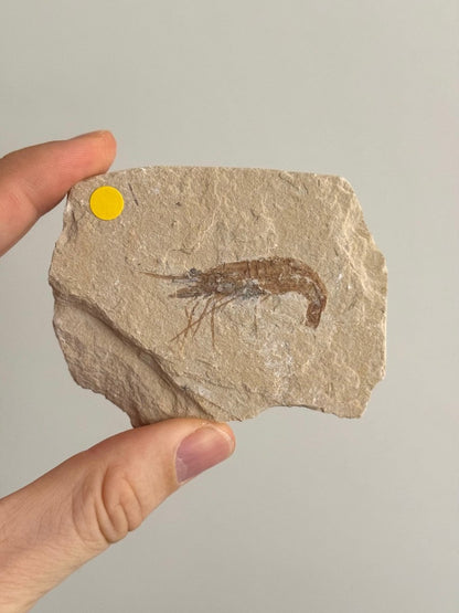 Carpopenaeus Callirostris fossil shrimp on matrix (1.79") - Cretaceous, Lebanon - FossilsAndMore