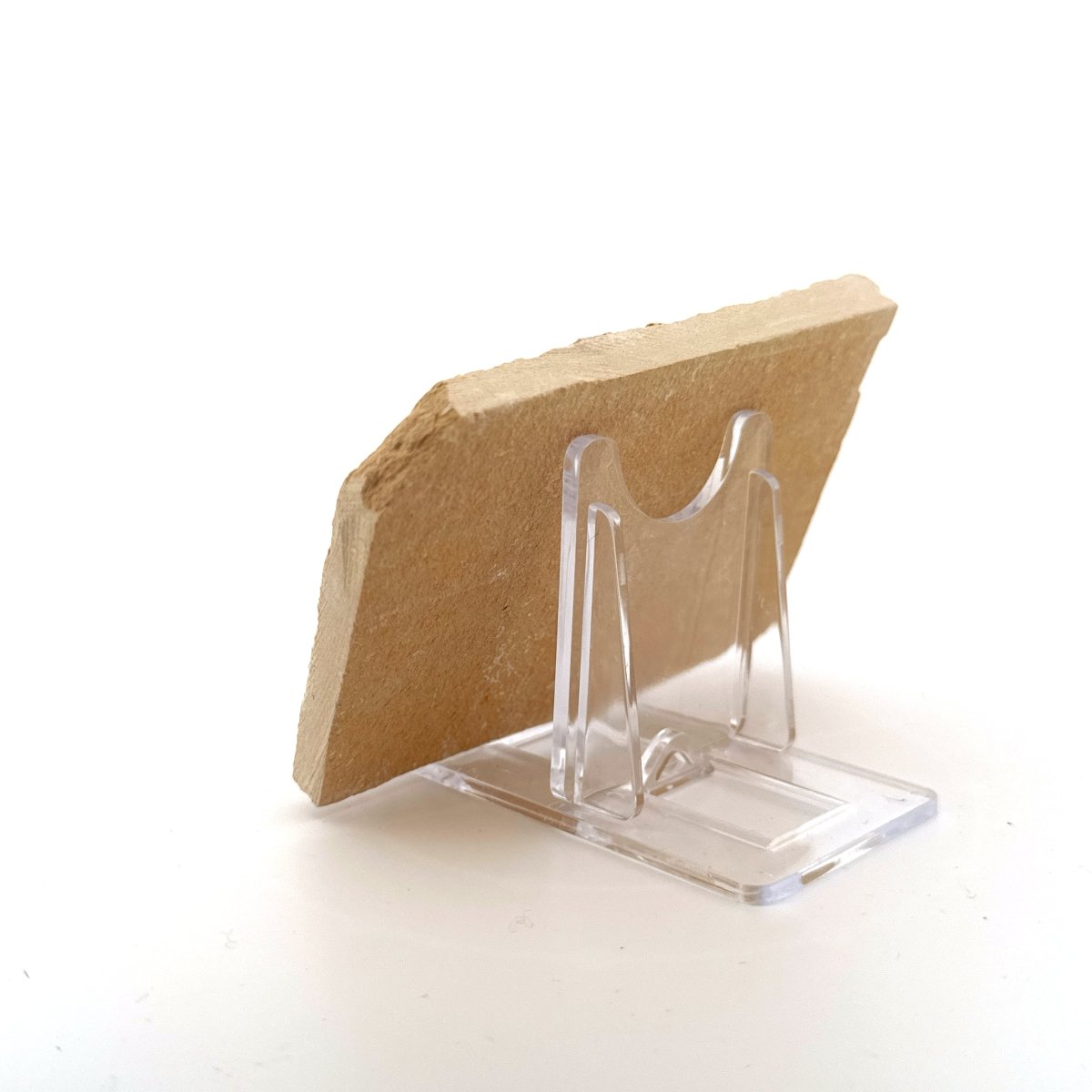 Carpopenaeus Callirostris fossil shrimp on matrix (1.94") - Cretaceous, Lebanon - FossilsAndMore