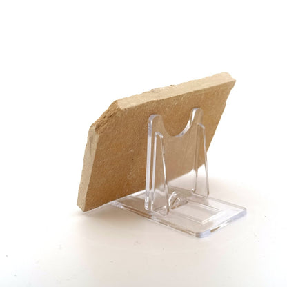 Carpopenaeus Callirostris fossil shrimp on matrix (1.94") - Cretaceous, Lebanon - FossilsAndMore