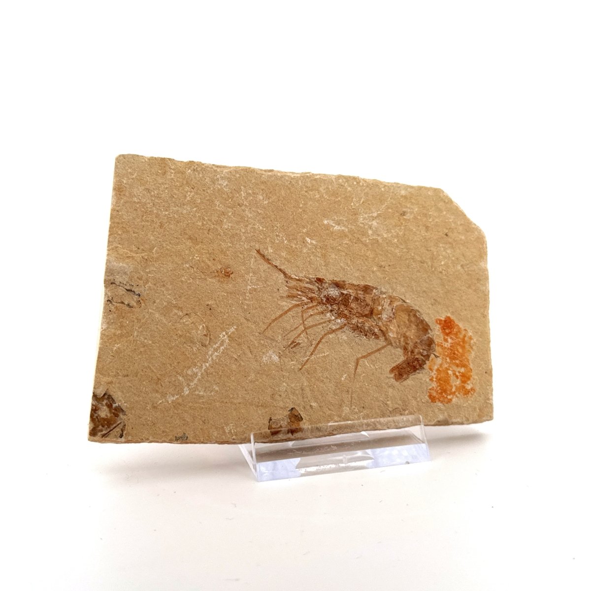 Carpopenaeus Callirostris fossil shrimp on matrix (1.94