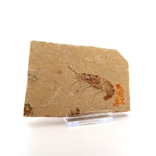 Carpopenaeus Callirostris fossil shrimp on matrix (1.94") - Cretaceous, Lebanon - FossilsAndMore