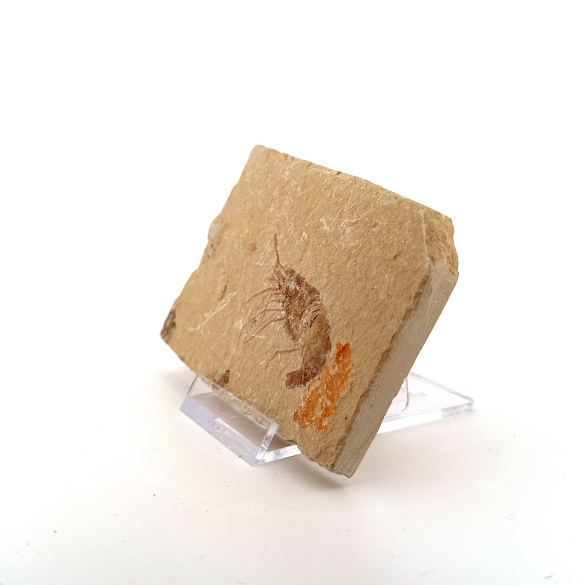 Carpopenaeus Callirostris fossil shrimp on matrix (1.94") - Cretaceous, Lebanon - FossilsAndMore