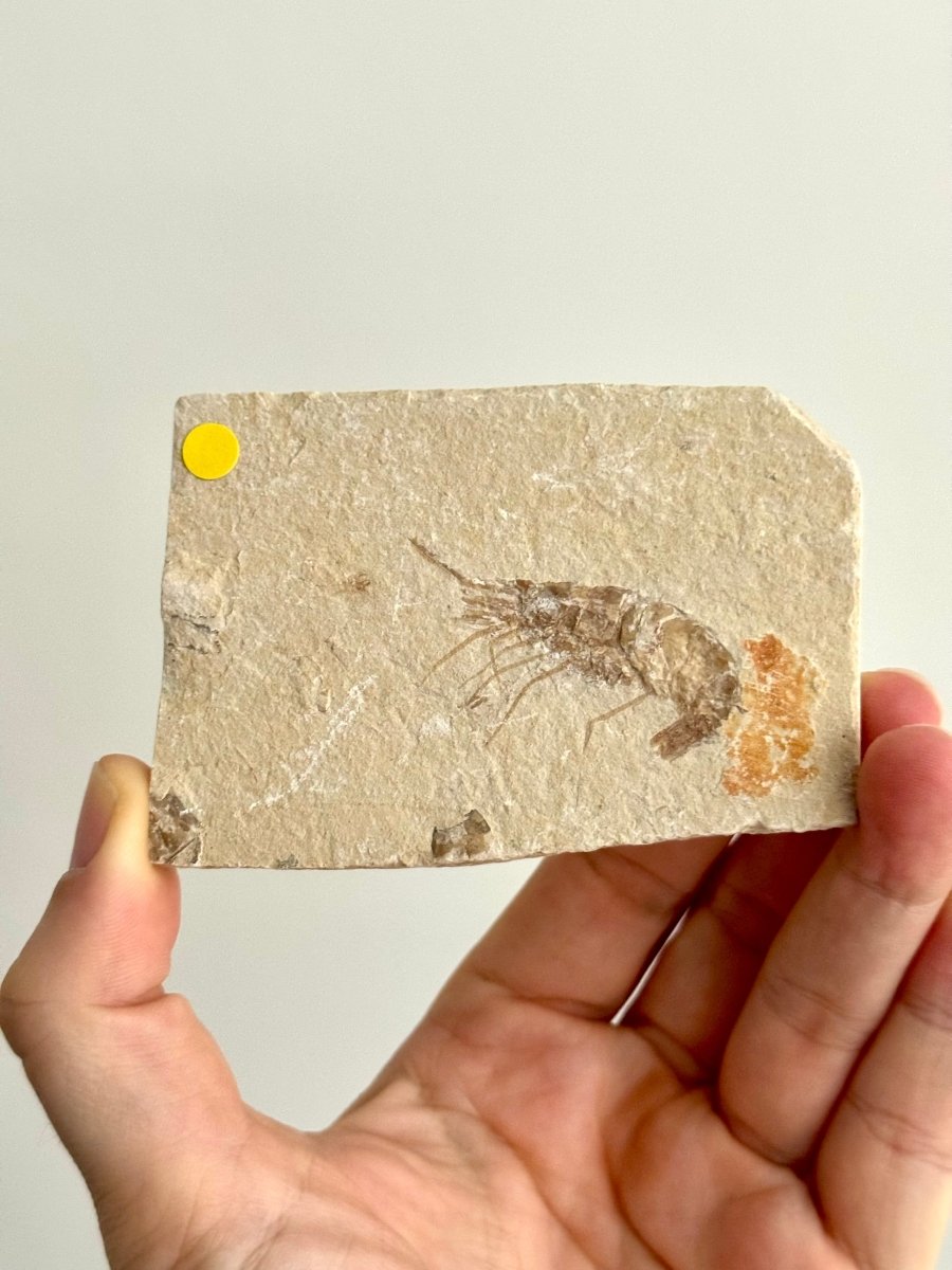 Carpopenaeus Callirostris fossil shrimp on matrix (1.94") - Cretaceous, Lebanon - FossilsAndMore