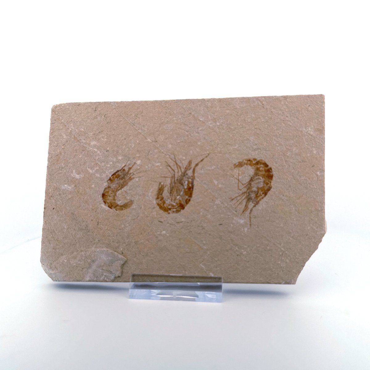 Carpopenaeus Callirostris, Fossil shrimps on matrix (1.36") from Lebanon - FossilsAndMore