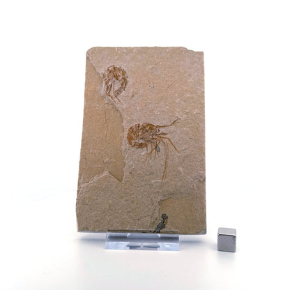 Carpopenaeus Callirostris, Fossil shrimps on matrix (1.61") from Lebanon - FossilsAndMore