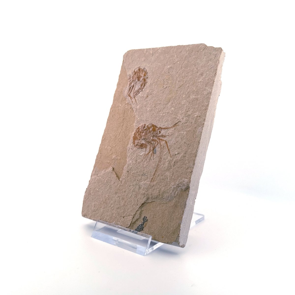 Carpopenaeus Callirostris, Fossil shrimps on matrix (1.61") from Lebanon - FossilsAndMore