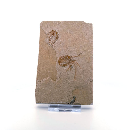 Carpopenaeus Callirostris, Fossil shrimps on matrix (1.61") from Lebanon - FossilsAndMore