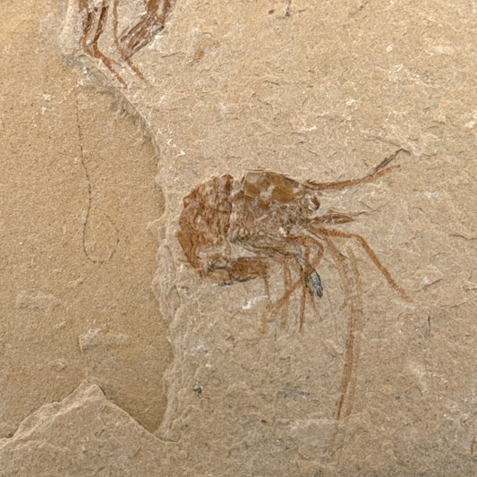 Carpopenaeus Callirostris, Fossil shrimps on matrix (1.61") from Lebanon - FossilsAndMore
