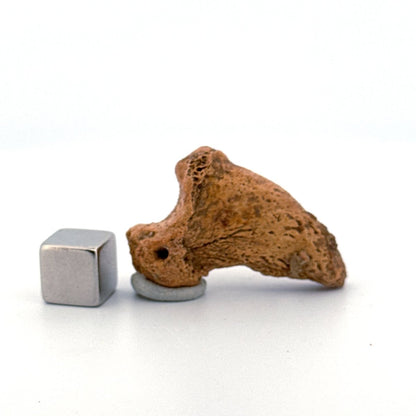 Cave Bear Claw (Ursus spelaeus), Distal phalanx Fossil (1.43") from Pleistocene, Romania - FossilsAndMore