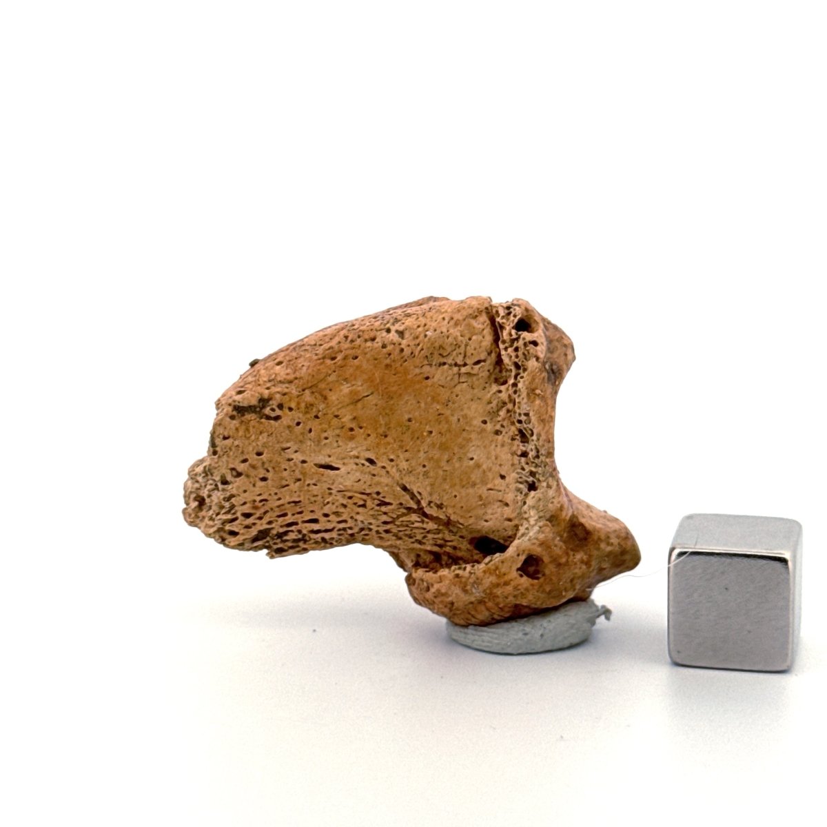 Cave Bear Claw (Ursus spelaeus), Distal phalanx Fossil (1.46") from Pleistocene, Romania - FossilsAndMore