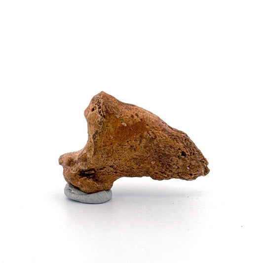 Cave Bear Claw (Ursus spelaeus), Distal phalanx Fossil (1.48") from Pleistocene, Romania - FossilsAndMore