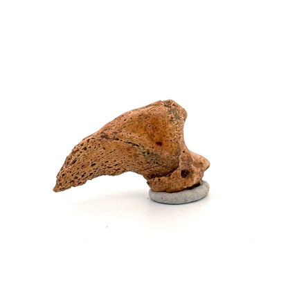 Cave Bear Claw (Ursus spelaeus), Distal phalanx Fossil (1.78") from Pleistocene, Romania - FossilsAndMore