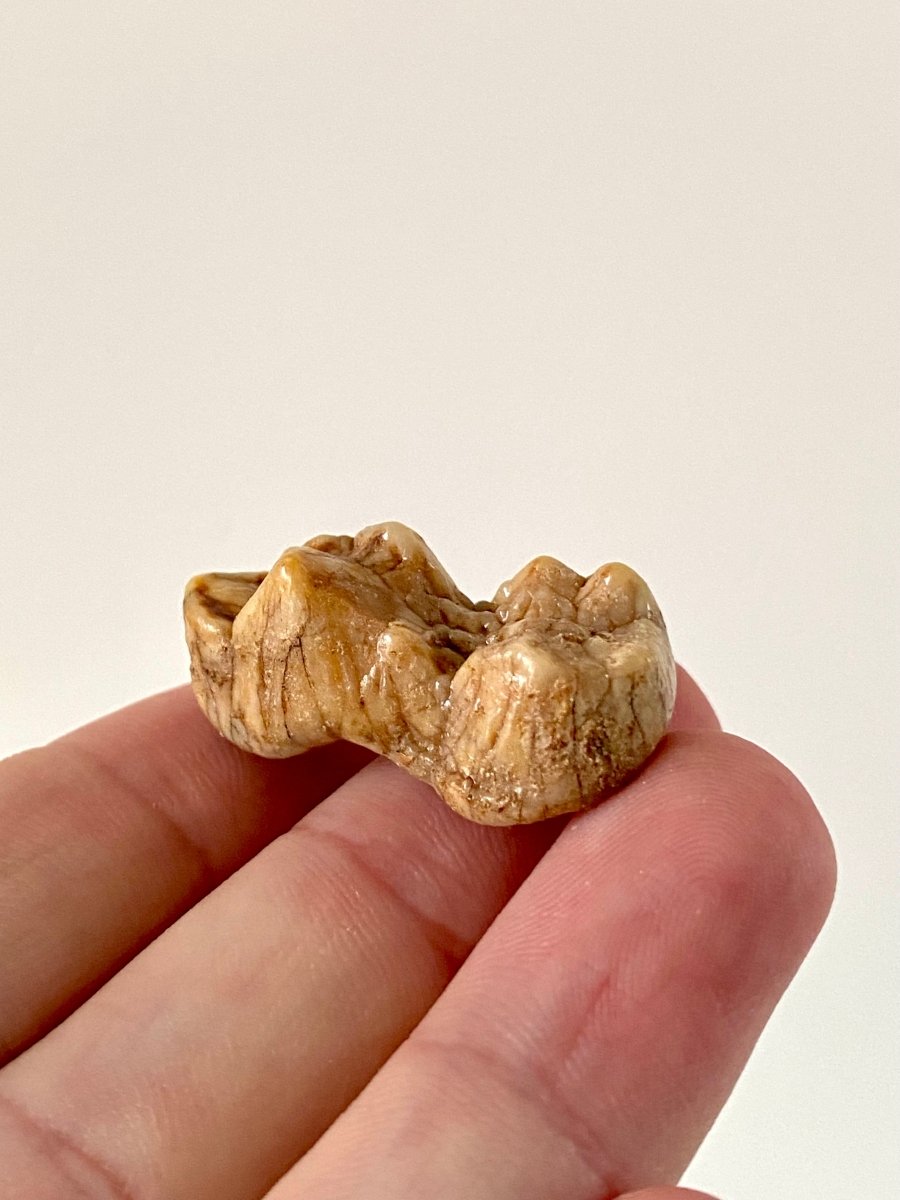 Cave Bear Molar Crown - FossilsAndMore