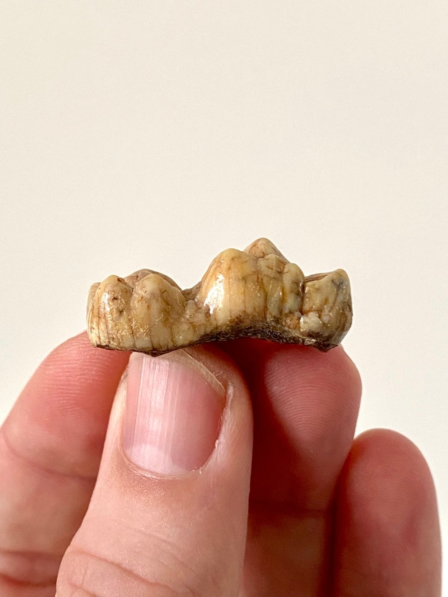 Cave Bear Molar Crown - FossilsAndMore