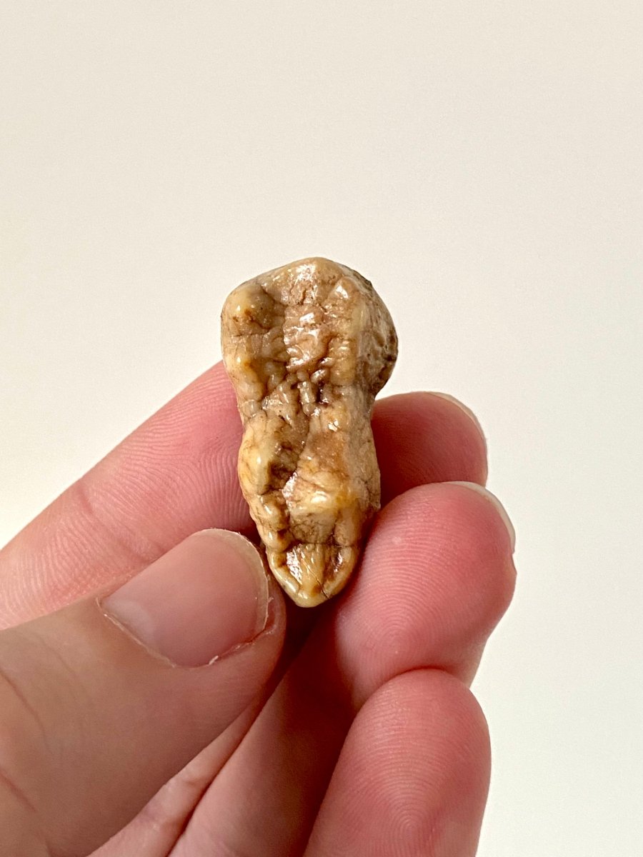 Cave Bear Molar Crown - FossilsAndMore