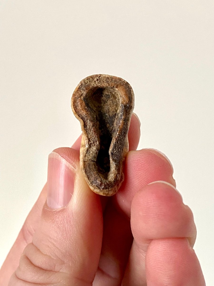 Cave Bear Molar Crown - FossilsAndMore