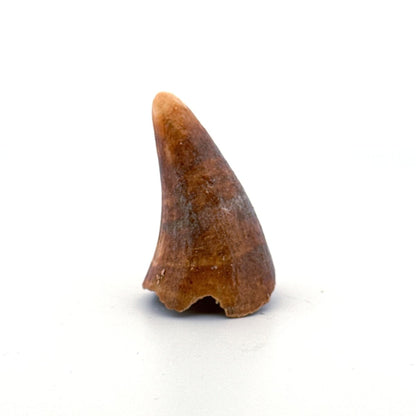 Cave Bear (Ursus spelaeus) canine from pleistocene, Rumania (1.60") - FossilsAndMore