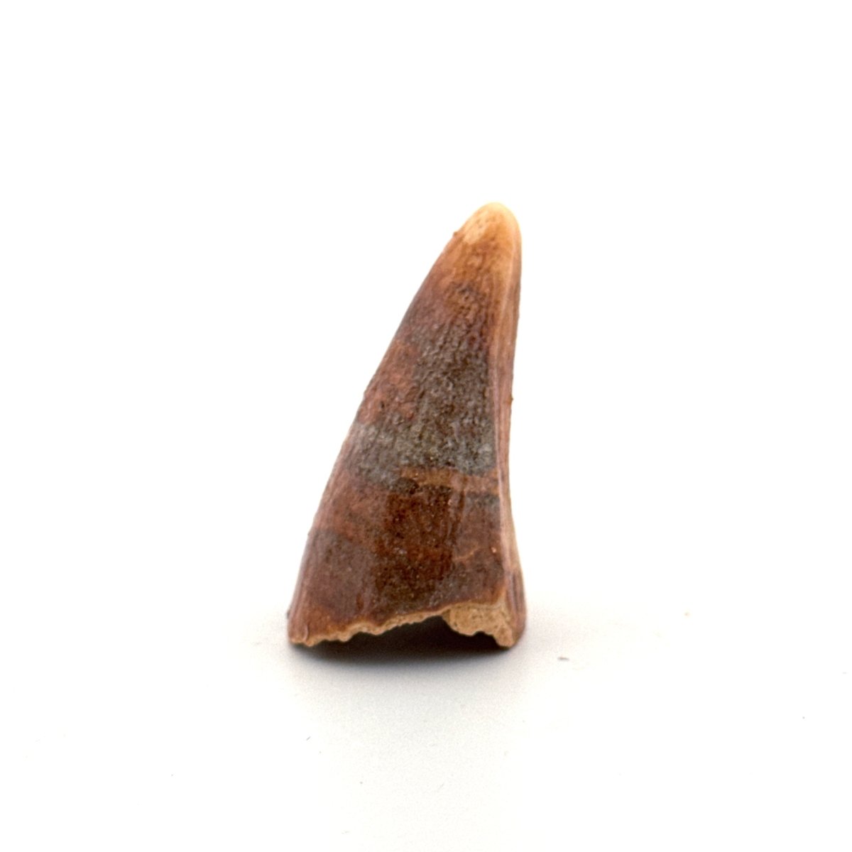 Cave Bear (Ursus spelaeus) canine from pleistocene, Rumania (1.60") - FossilsAndMore