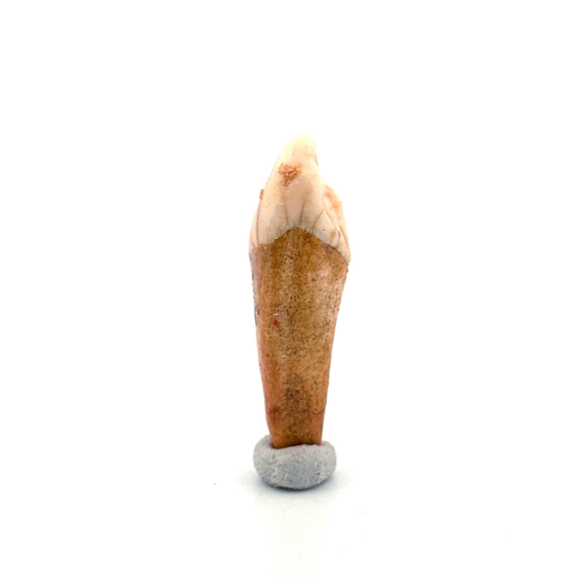 Cave Bear (Ursus spelaeus) incisor tooth from pleistocene, Rumania (1.59") - FossilsAndMore