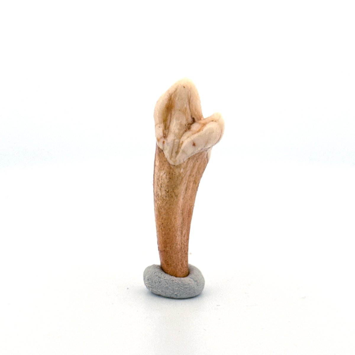 Cave Bear (Ursus spelaeus) incisor tooth from pleistocene, Rumania (1.59") - FossilsAndMore