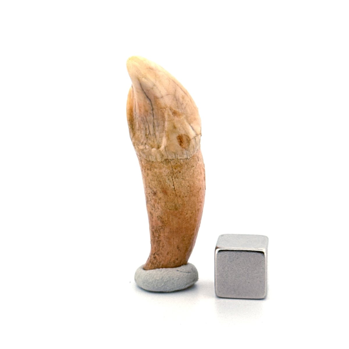 Cave Bear (Ursus spelaeus) incisor tooth from pleistocene, Rumania (1.74") - FossilsAndMore
