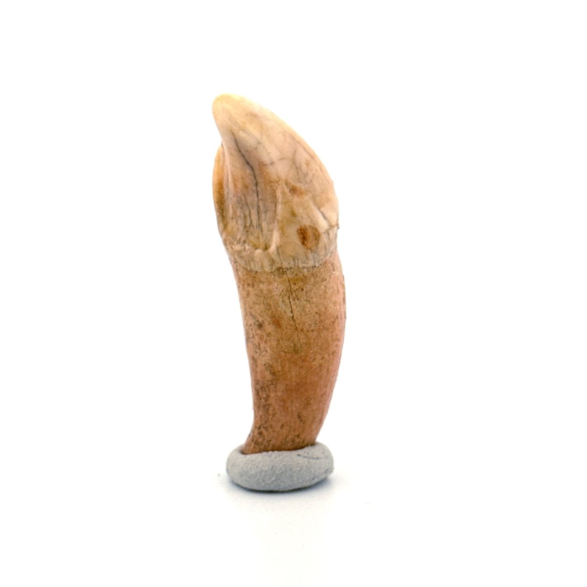 Cave Bear (Ursus spelaeus) incisor tooth from pleistocene, Rumania (1.74") - FossilsAndMore