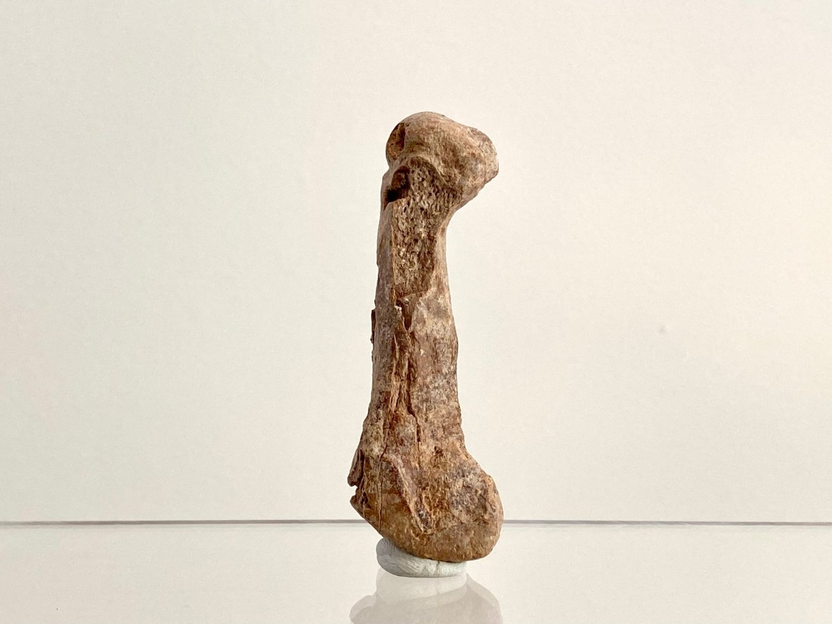 Cave Bear (Ursus spelaeus) Metacarpal Fossil (2.90"), Pleistocene, Romania - FossilsAndMore