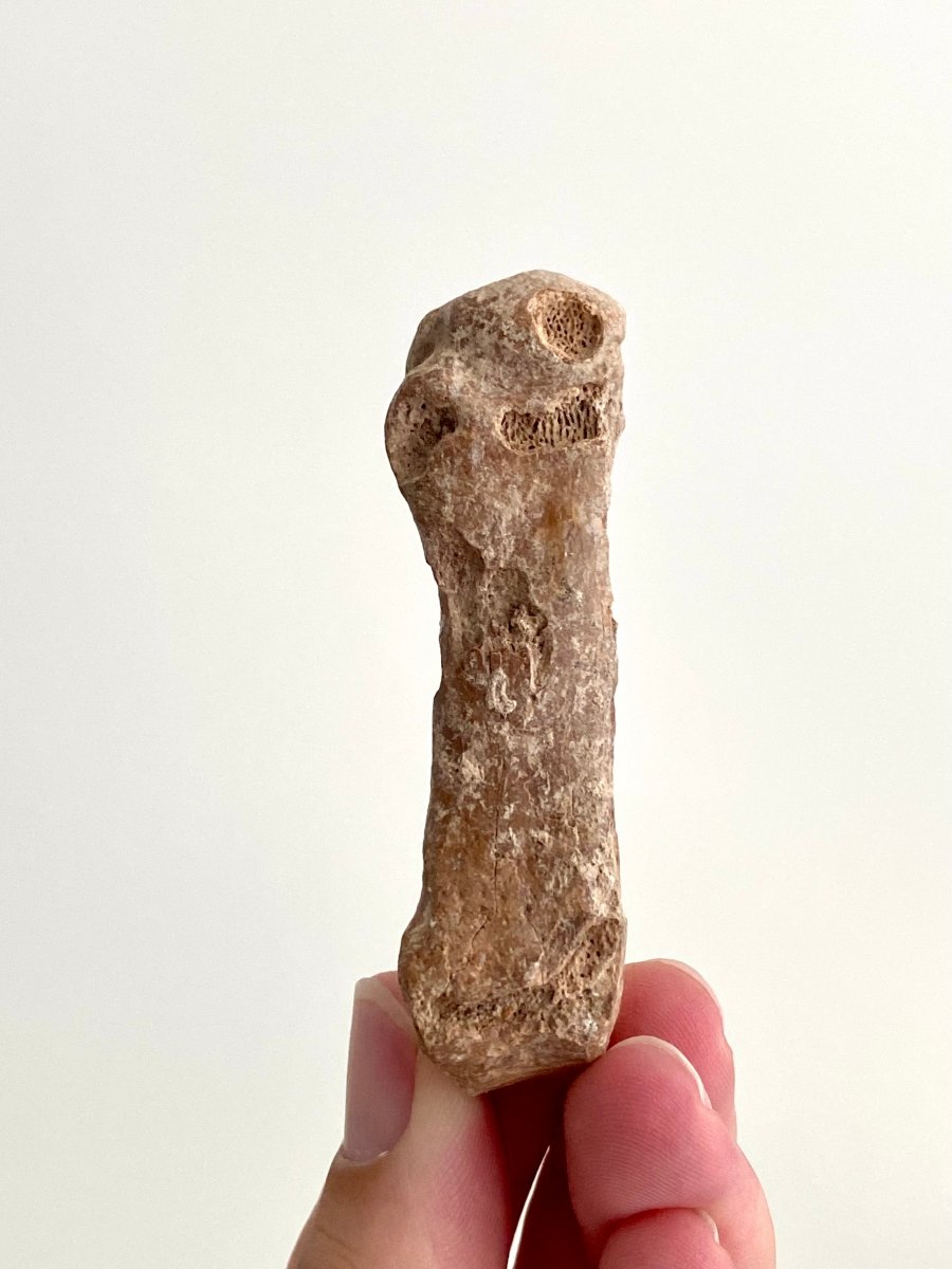 Cave Bear (Ursus spelaeus) Metacarpal Fossil (2.90"), Pleistocene, Romania - FossilsAndMore