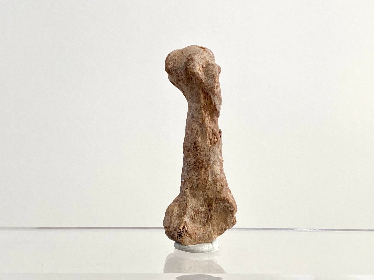 Cave Bear (Ursus spelaeus) Metacarpal Fossil (2.90"), Pleistocene, Romania - FossilsAndMore