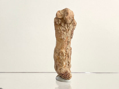 Cave Bear (Ursus spelaeus) Metacarpal Fossil (3.13"), Pleistocene, Romania - FossilsAndMore