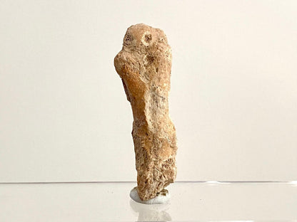 Cave Bear (Ursus spelaeus) Metacarpal Fossil (3.13"), Pleistocene, Romania - FossilsAndMore