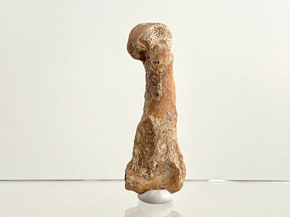 Cave Bear (Ursus spelaeus) Metacarpal Fossil (3.13"), Pleistocene, Romania - FossilsAndMore