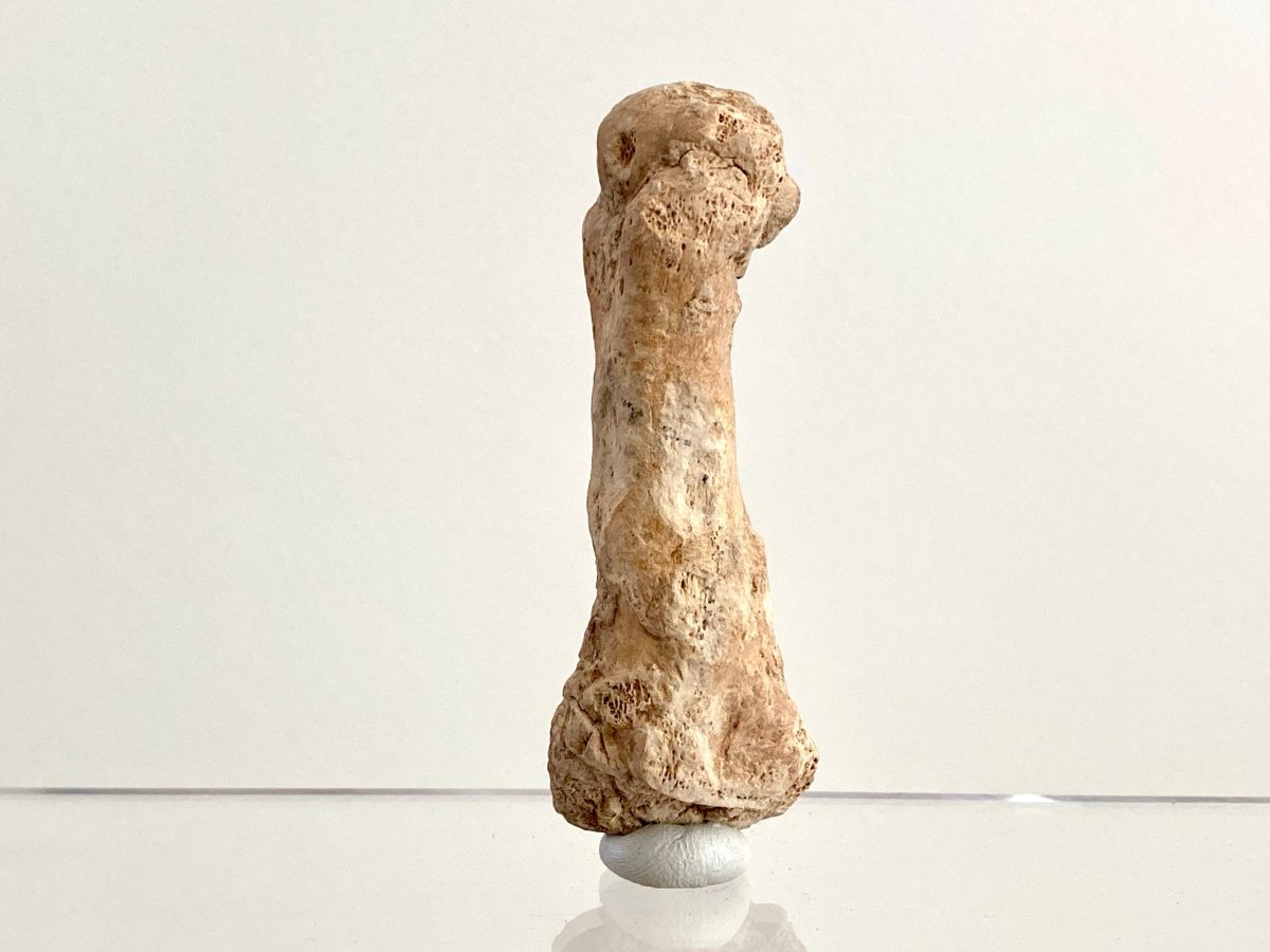 Cave Bear (Ursus spelaeus) Metacarpal Fossil (3.13"), Pleistocene, Romania - FossilsAndMore