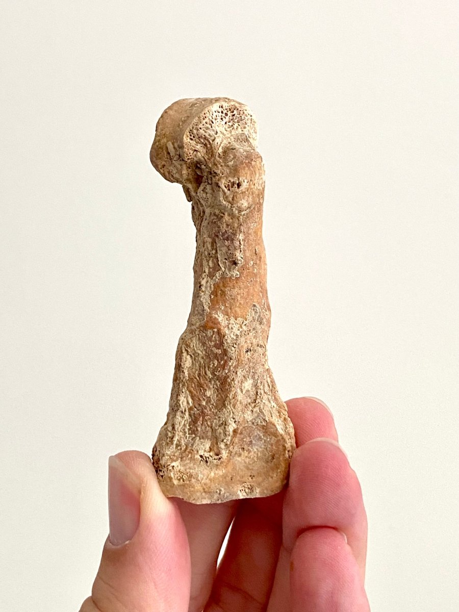 Cave Bear (Ursus spelaeus) Metacarpal Fossil (3.13"), Pleistocene, Romania - FossilsAndMore