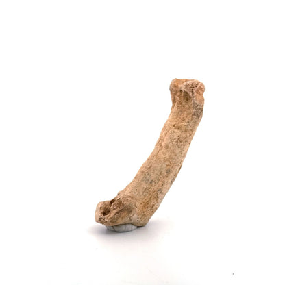 Cave Bear (Ursus spelaeus) Metacarpal Fossil (3.28"), Pleistocene, Romania - FossilsAndMore