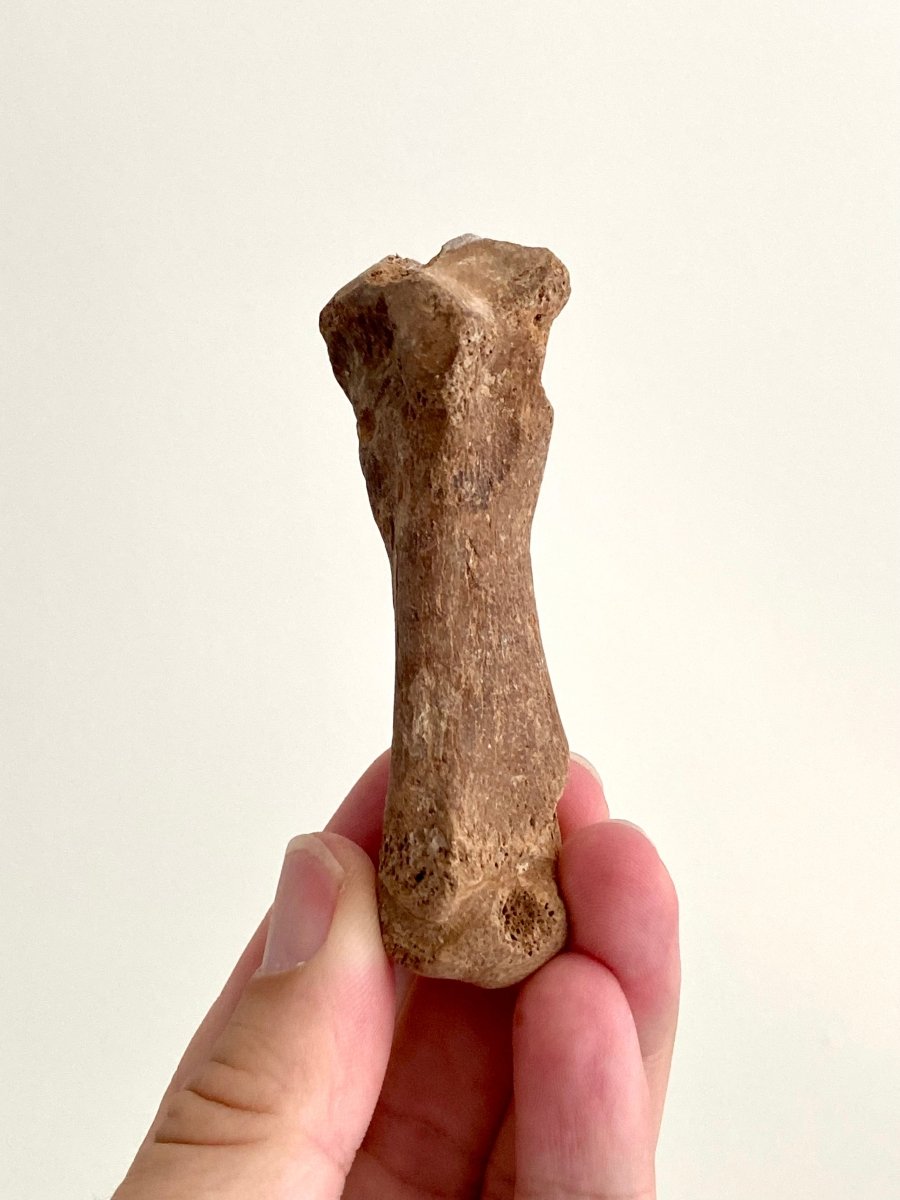 Cave Bear (Ursus spelaeus) Metacarpal Fossil (3.37"), Pleistocene, Romania - FossilsAndMore