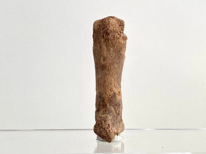 Cave Bear (Ursus spelaeus) Metacarpal Fossil (3.37"), Pleistocene, Romania - FossilsAndMore