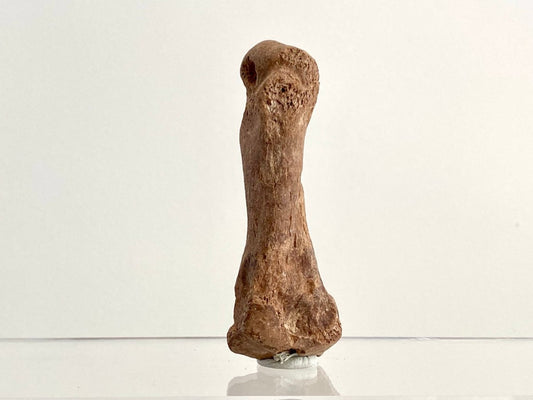 Cave Bear (Ursus spelaeus) Metacarpal Fossil (3.37"), Pleistocene, Romania - FossilsAndMore