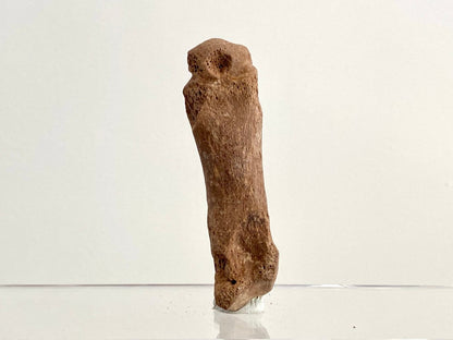 Cave Bear (Ursus spelaeus) Metacarpal Fossil (3.37"), Pleistocene, Romania - FossilsAndMore