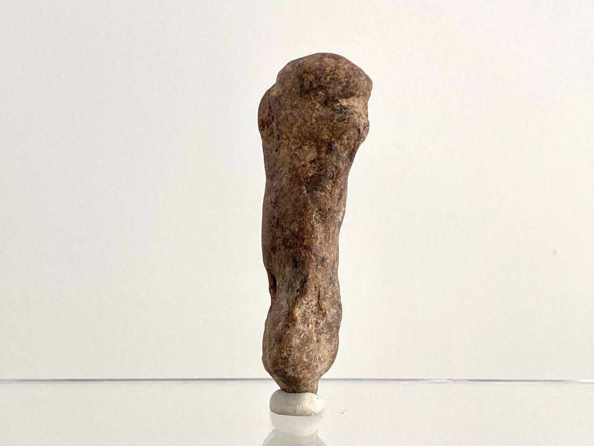 Cave Bear (Ursus spelaeus) Metacarpal Fossil (3.40"), Pleistocene, Romania - FossilsAndMore