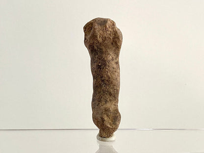 Cave Bear (Ursus spelaeus) Metacarpal Fossil (3.40"), Pleistocene, Romania - FossilsAndMore